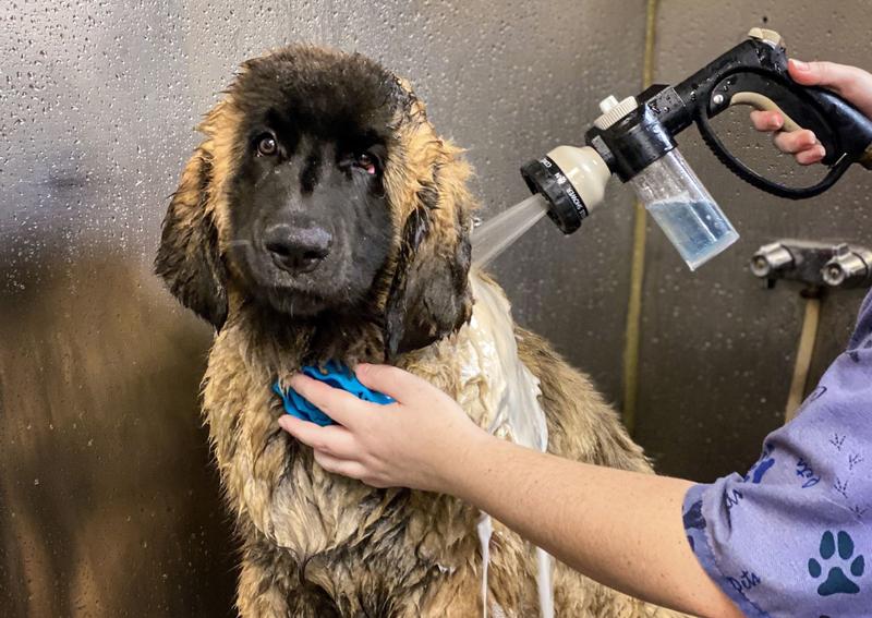 Douds Veterinary Hospital Oberlin Veterinary Hospital